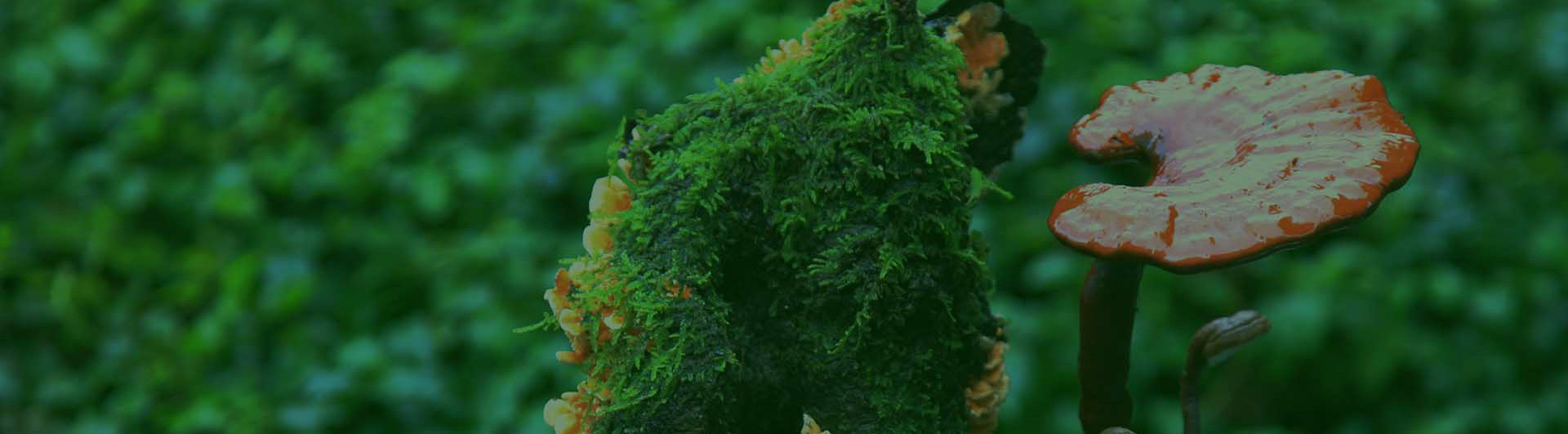 上海瑞芝生物